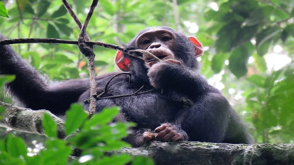 Chimpanzee Habituation Experience