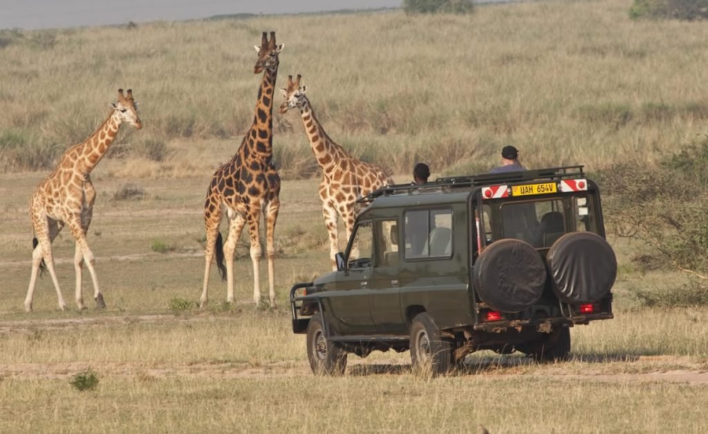 Game Drive in Kidepo National Park.