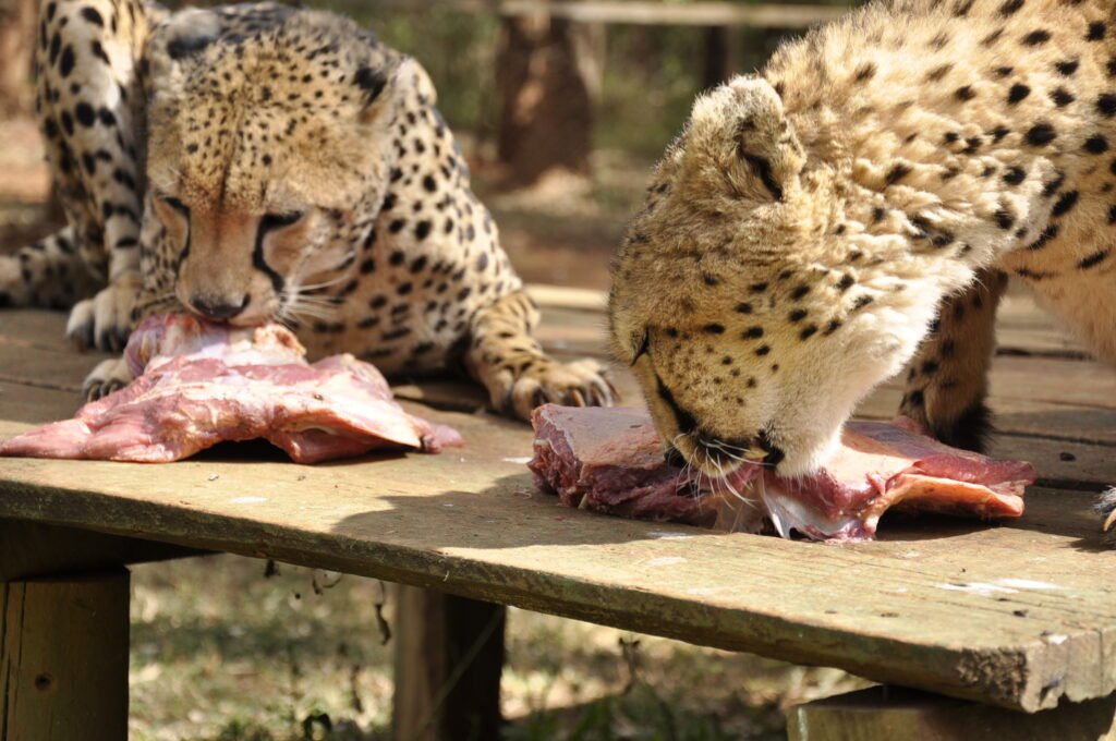 Nairobi Animal Orphanage