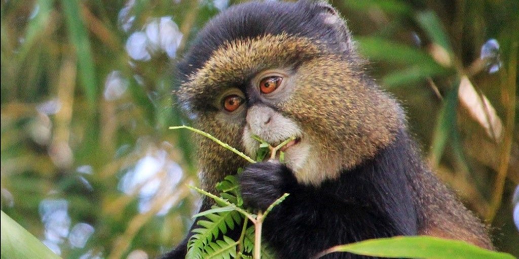 Golden monkeys in Mgahinga National Park, Uganda