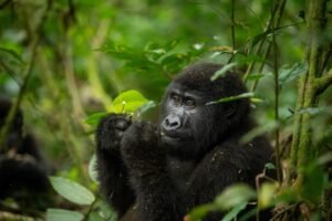 Uganda Wildlife Authority Visitor Tariff Reforms