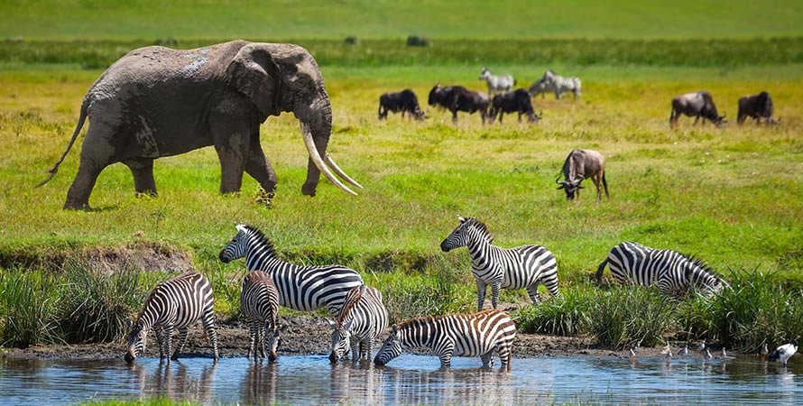 safari in Tanzania