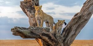serengeti-leopard-jamboree-tanzania-safari-1024x512
