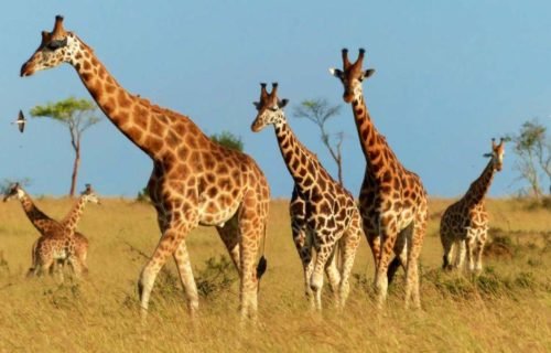 Wildlife Safaris in Uganda - Murchison Falls National Park