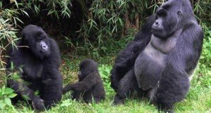 Bwindi Gorilla | uganda gorilla heritage