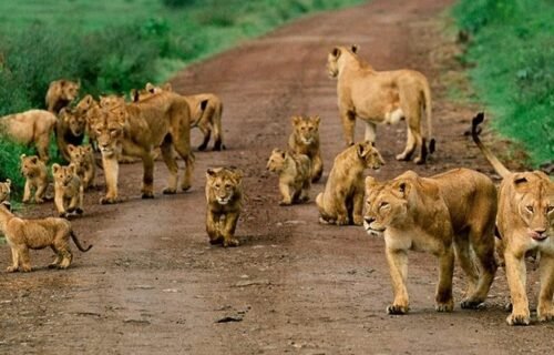 Lion Pride - Tanzania Safaris