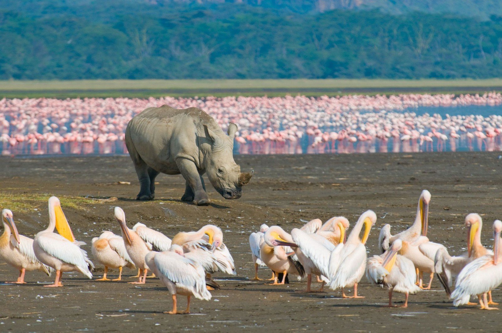 LAKE NAKURU NATIONAL PARK, KENYA – A BIRD WATCHER’S PARADISE 