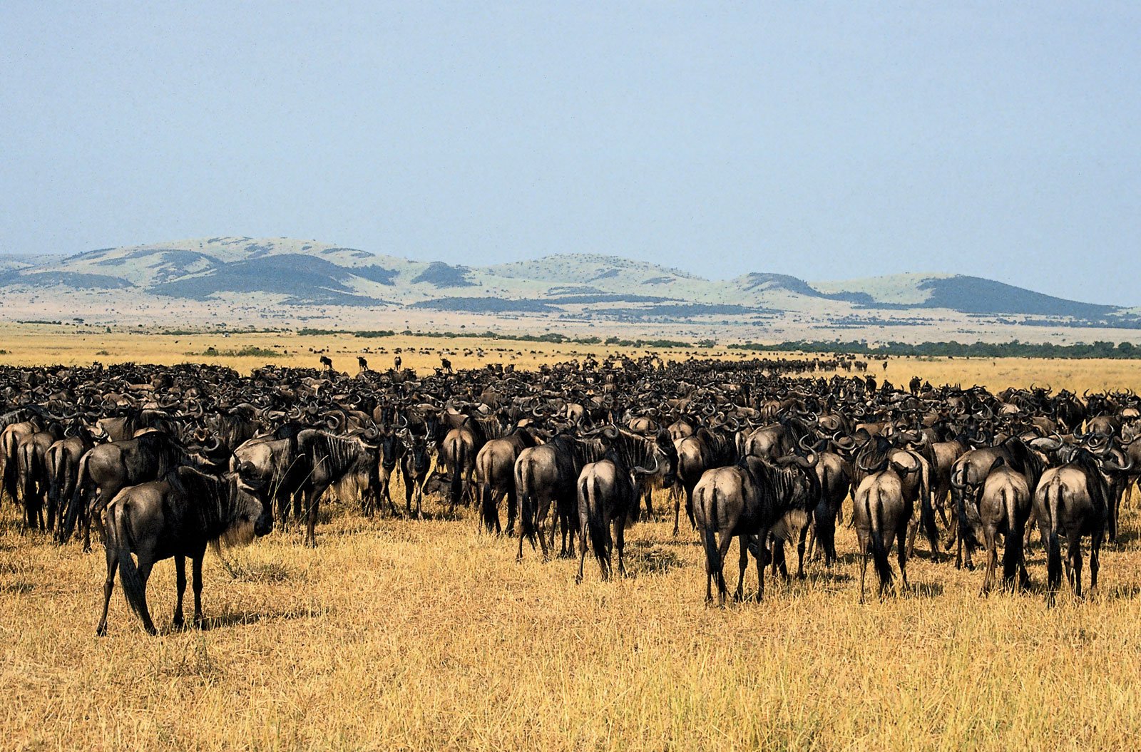 widabeest grazing at serengeti national park