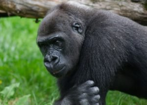 Rwanda Gorilla trekking tours