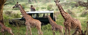 game drive in Masai mara