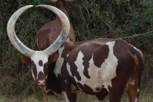 Ankole Long Horned Cattle - Mbarara - The land of milk and honey