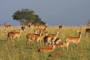 • Queen Elizabeth National park - Uganda's National Parks