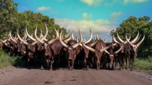 ankole long horned cattle