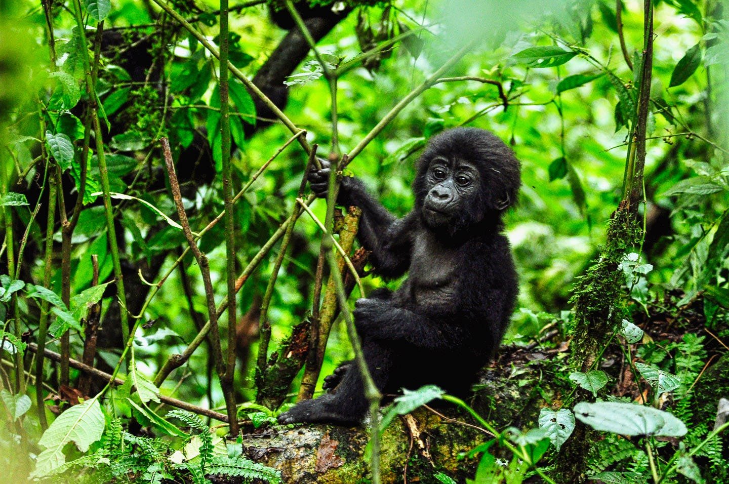Rwanda Gorilla Trekking Cost
