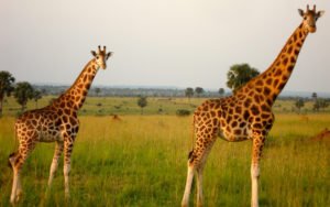 • Queen Elizabeth National park - Uganda's National Park