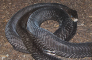 Black Mamba - Reptiles