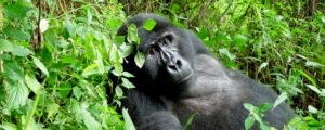 Gorilla Trekking- Gorilla Tracking tours Congo