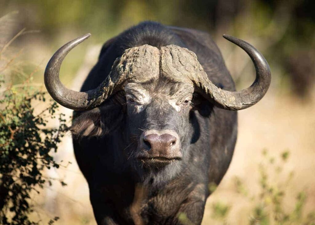 African Buffalo, Uganda