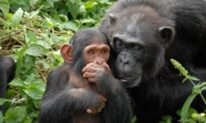 3 Day Chimpanzee Trekking Safari Uganda - Ngamba Island sanctuary