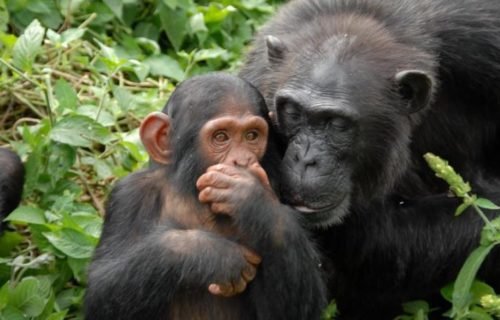 3 Day Chimpanzee Trekking Safari Uganda - Ngamba Island sanctuary