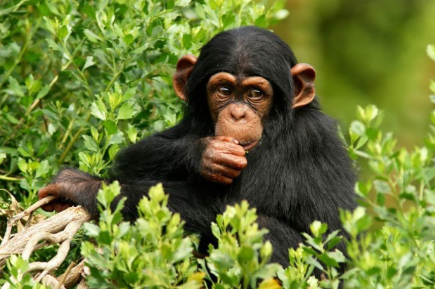 Best Time for Chimpanzee Trekking in Nyungwe