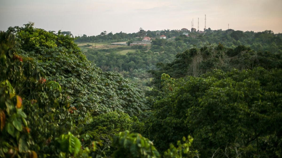The Zika Forest Uganda