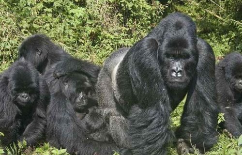 Gorilla safari in Uganda