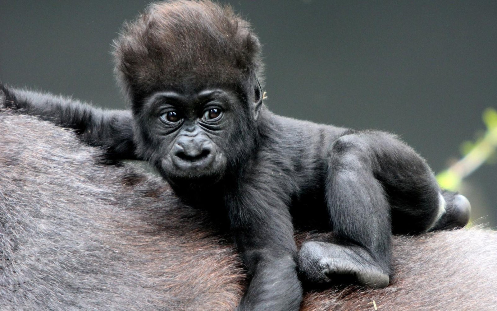 Caring for the Young gorillas
