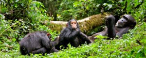 Kibale Forest national Park chimpanzee trekking Safari