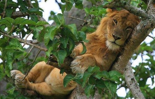 tree climbing lions in Queen Elizabeth National Park Uganda