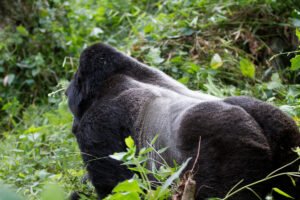 Nyakagezi gorilla group