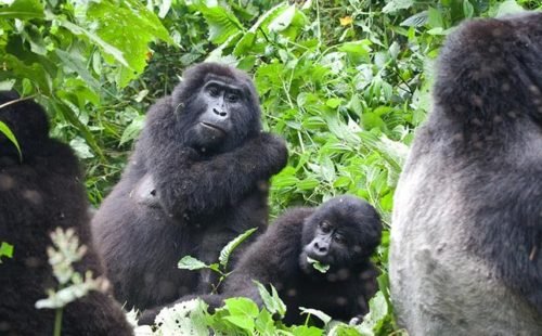 Rwanda Gorilla safaris tours