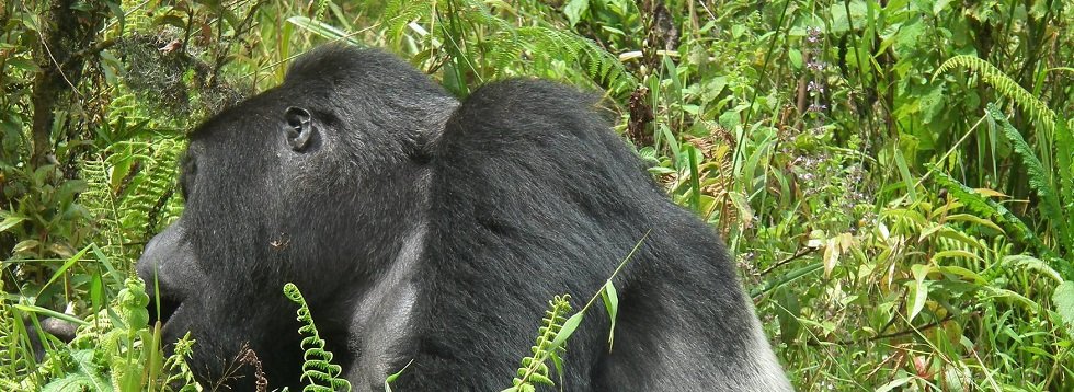 Kahungye Gorilla Family Group Bwindi
