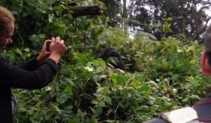filming a silverback in Bwindi National Park