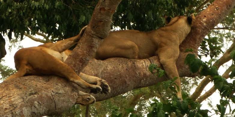Filming Tree Climbing lions in Uganda at Queen Elizabeth national park.
