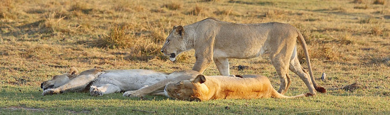 Where to see lions in Uganda