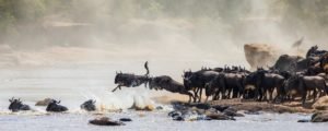 Tanzania Wildebeest Migration - Serengeti