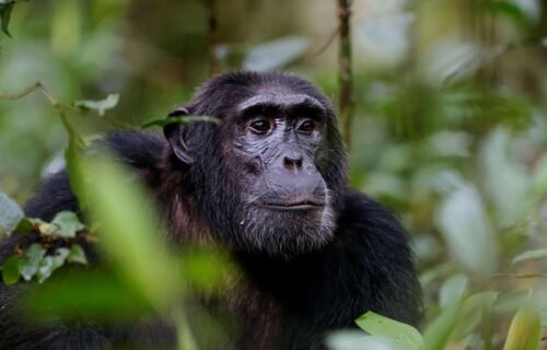 chimpanzee trekking in nyungwe national park