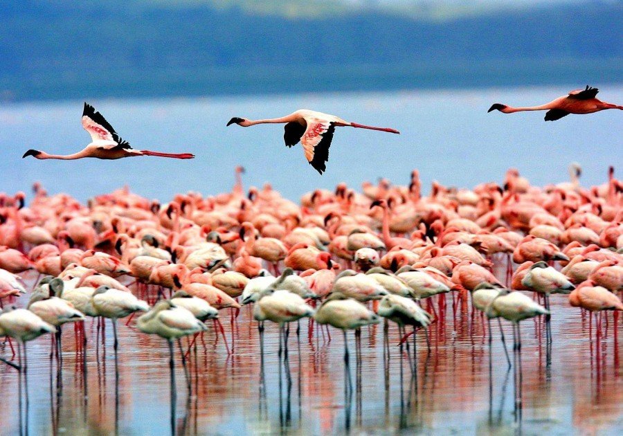 Best Things to do for Kenya Safaris