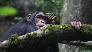 Chimpanzee tracking in Murchison falls national park