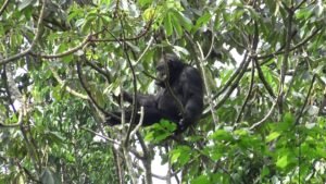 Kalinzu Forest chimp tracking