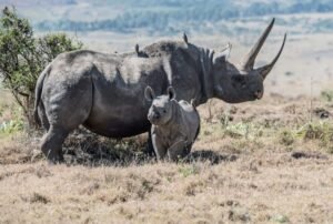 Ngulia Rhino Sanctuary 