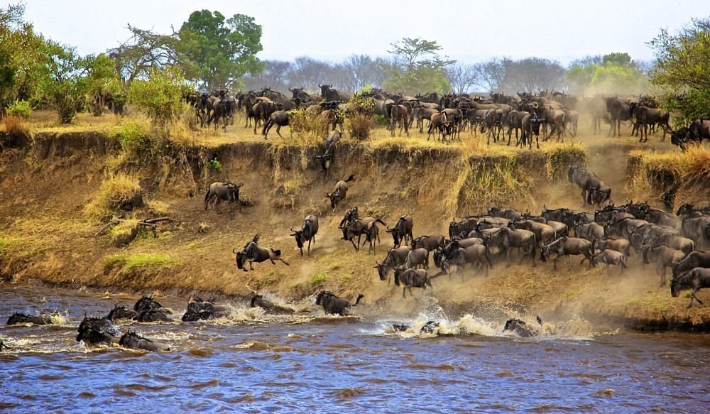 GREAT WILDEBEEST MIGRATION IN KENYA AND TANZANIA 