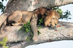 Queen Elizabeth Park - Tree climbing lions