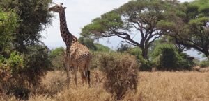 Wildlife in Amboseli National Park