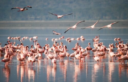 Lake Nakuru flamingos, Kenya