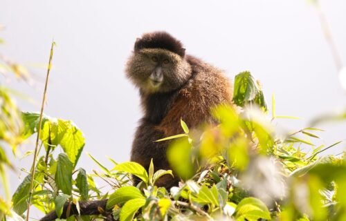 Golden Monkey - Volcanoes National Park