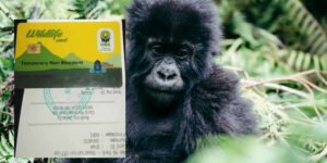gorilla trekking permit