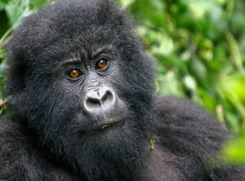 Rwanda Gorilla