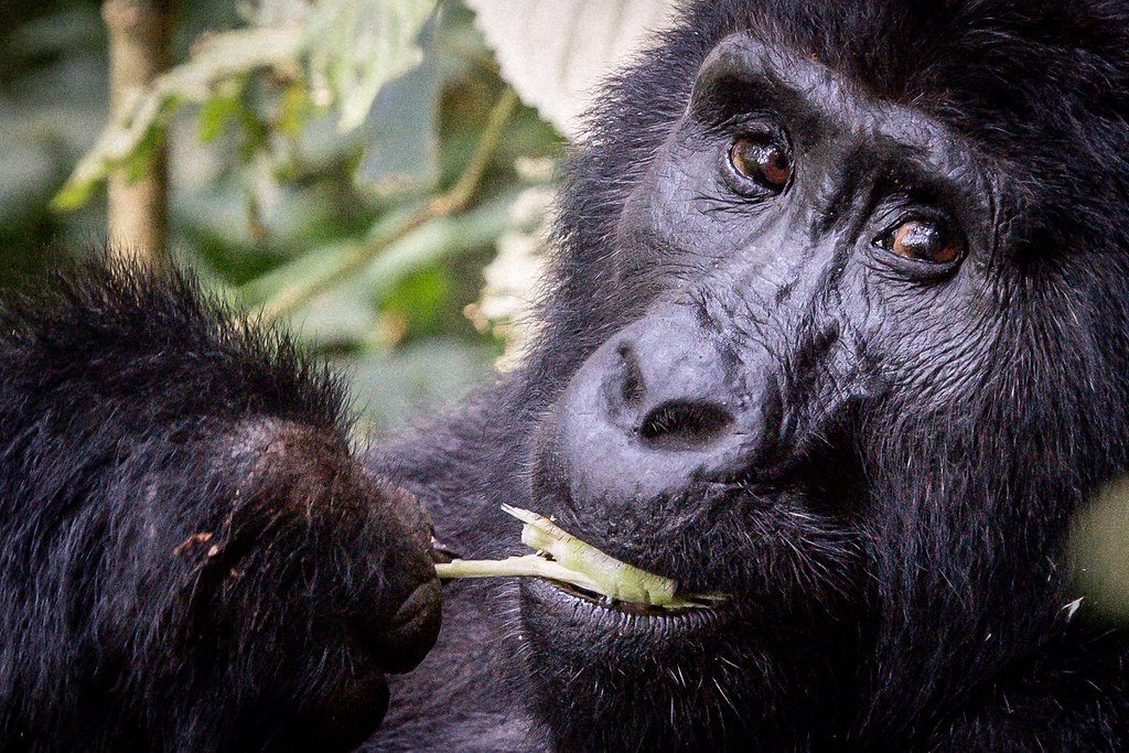 Rwanda National Parks Entrance Fees 2024/2025